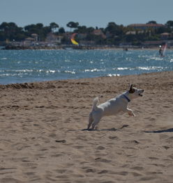 九游体育官网入口-“天府新区沙滩赛场:沙滩合球挑战传统竞技” 第3张